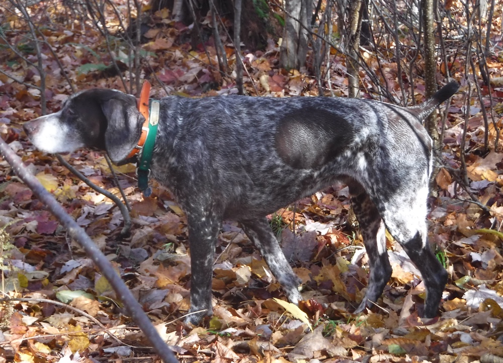 Grouse hunting in northern New Hampshire