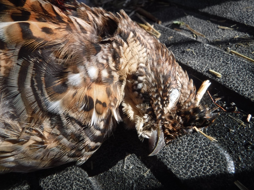 ruffed grouse