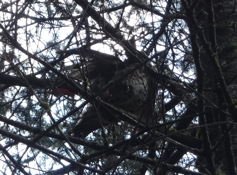 Ruffed grouse hunting in NH