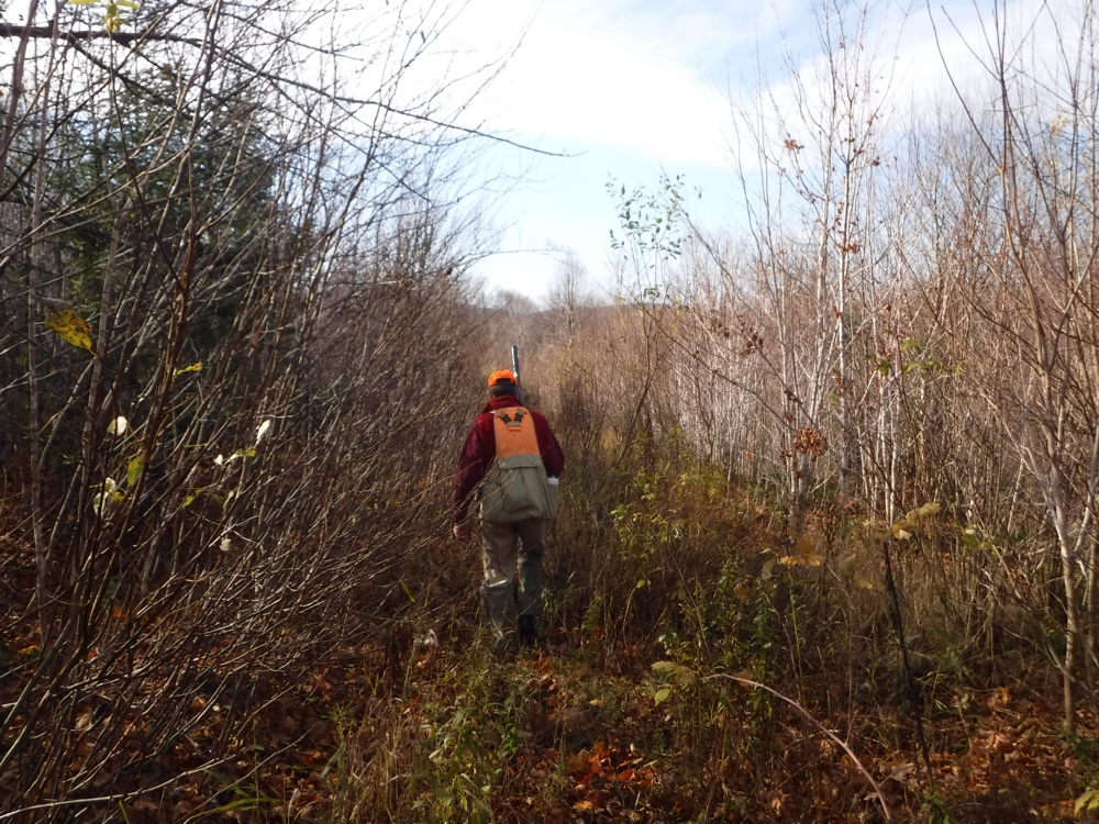 Grouse hunting in northern NH