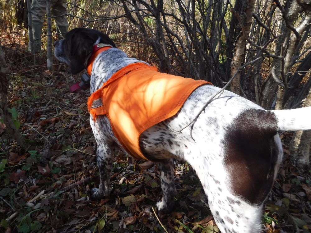 NH grouse hunting