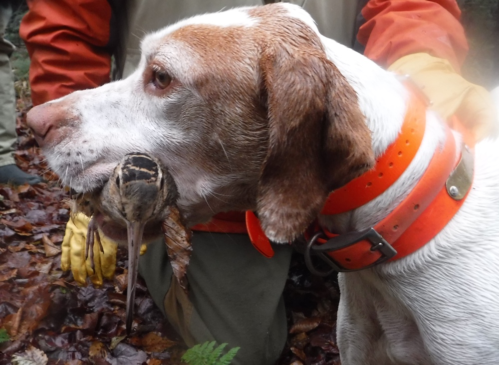 Vermont woodcock hunting