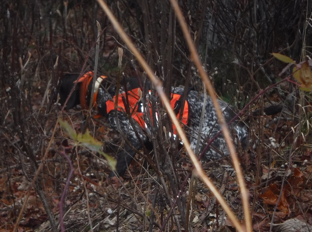 Woodcock hunting in NH