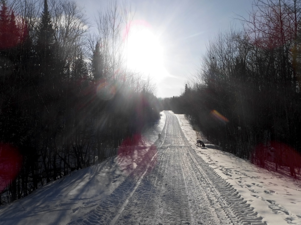 Winter grouse hunting in northern NH