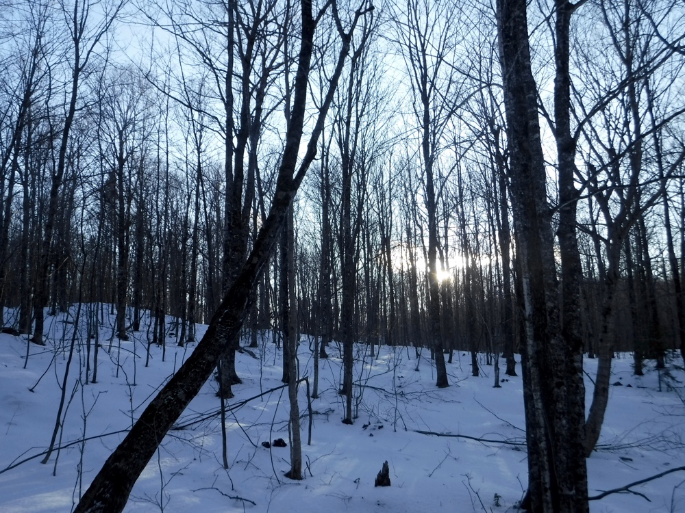 Winter grouse woods