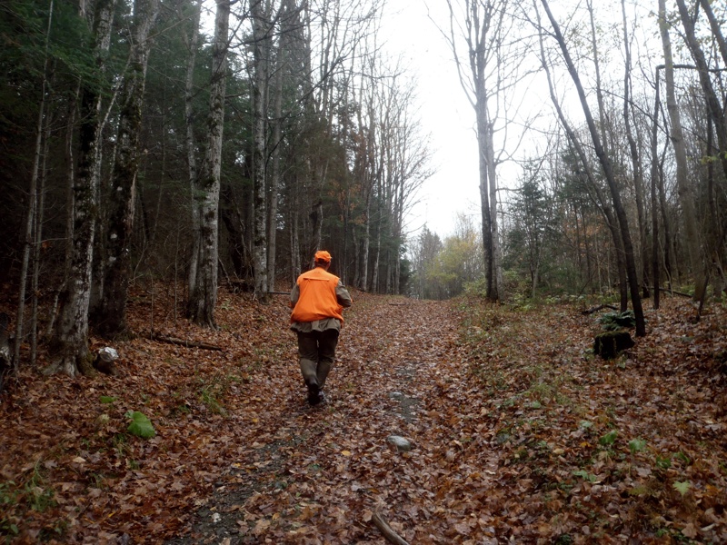 Grouse hunting in northern NH