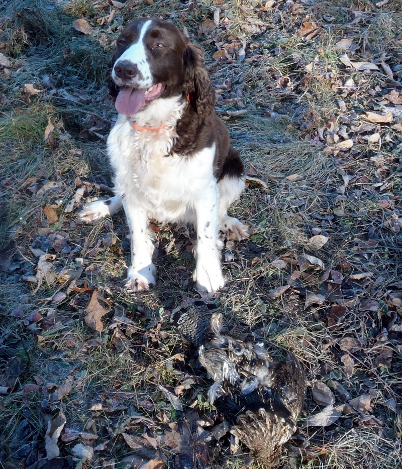 Springer with Maine ruffed grouse