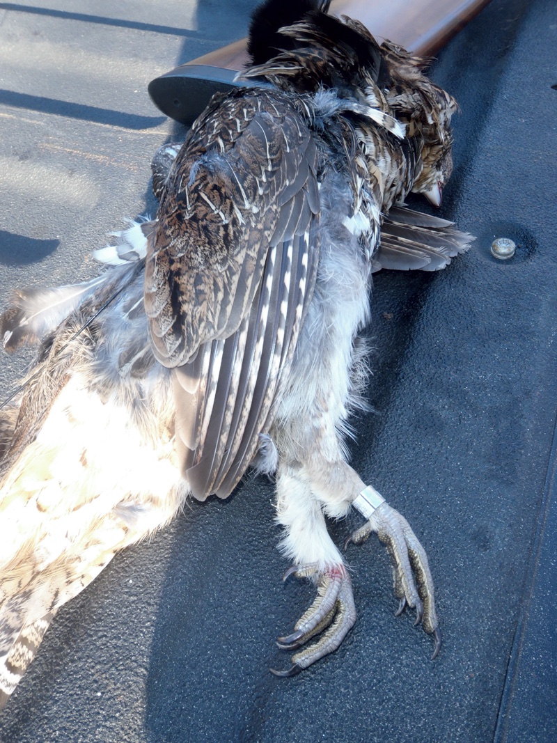 Banded Maine ruffed grouse