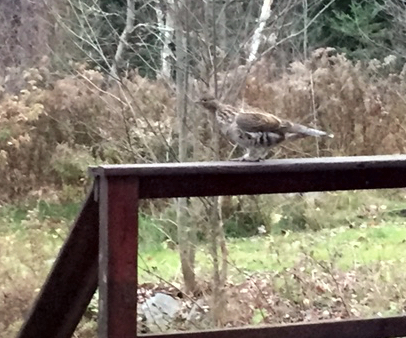 Ruffed grouse on my deck rail