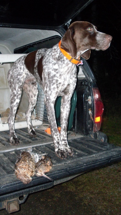 Vermont upland bird hunting