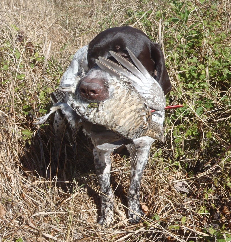 Bode with retreive of ruffed grouse