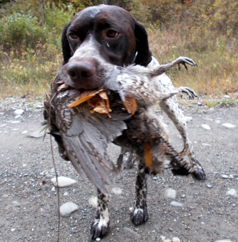 Bode retrieves a ruffed grouse in NH