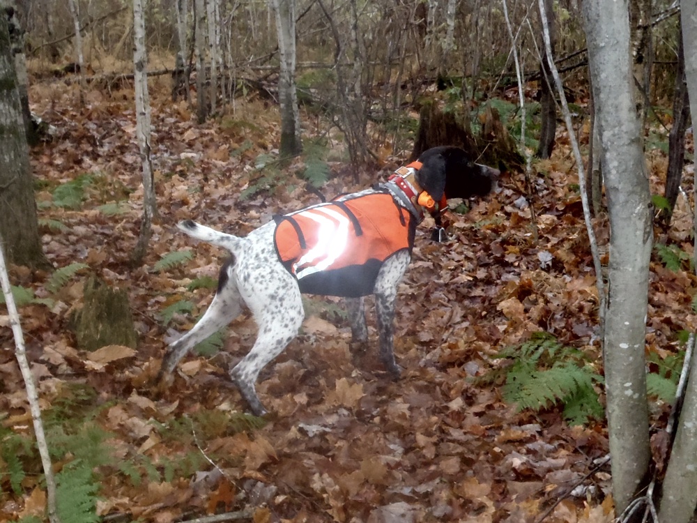 Bode with another great grouse point