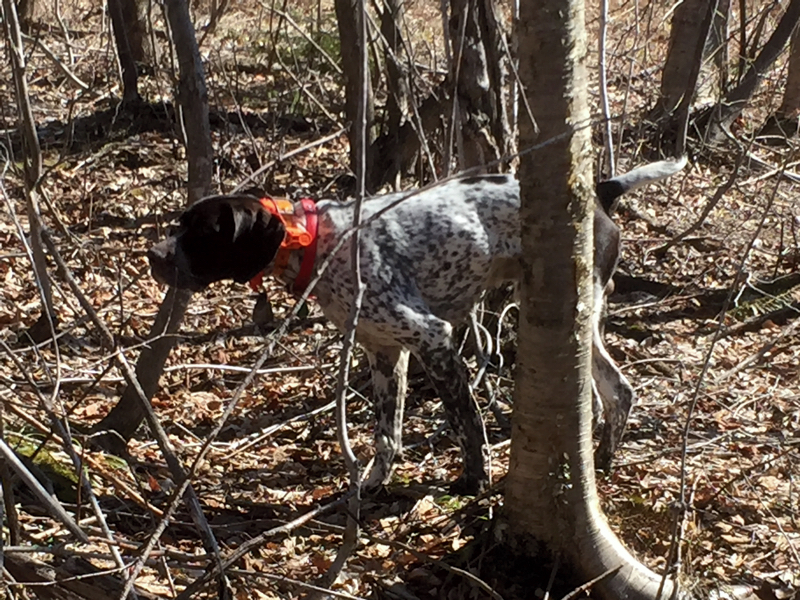 Bode points a springtime grouse