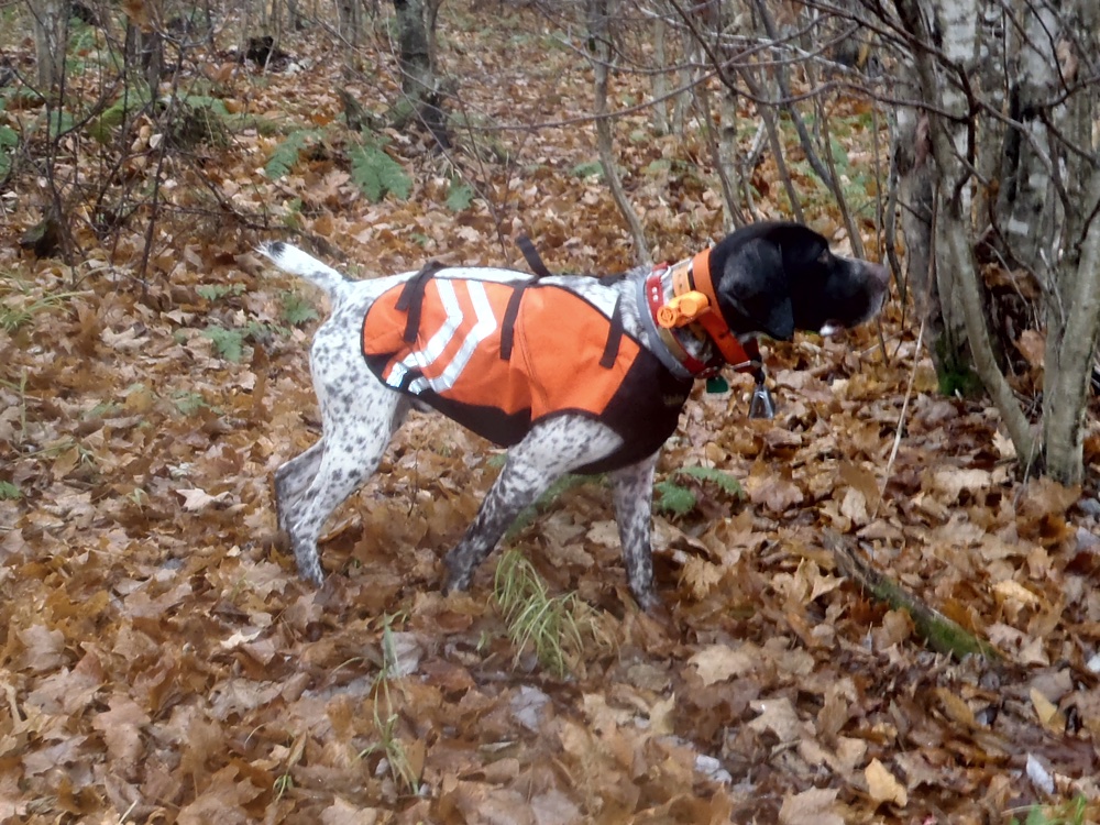 Bode with a grouse point