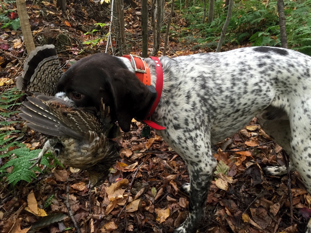 Bode with his first ruffed grouse retrieve of the day