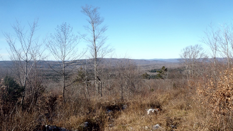 Northern NH grouse cover