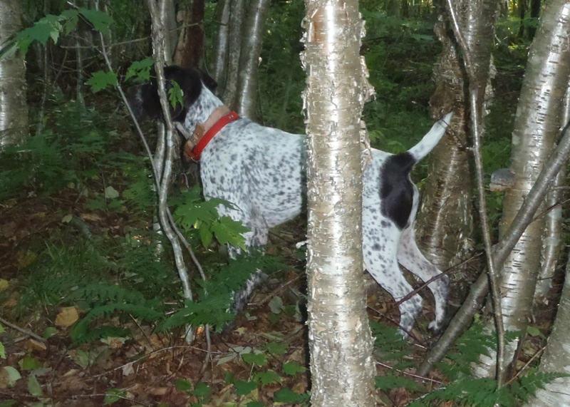 Bode points a ruffed grouse