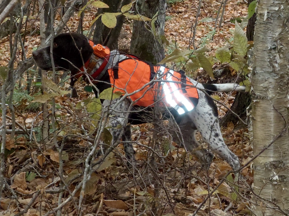 Bode on point on a Vermont grouse