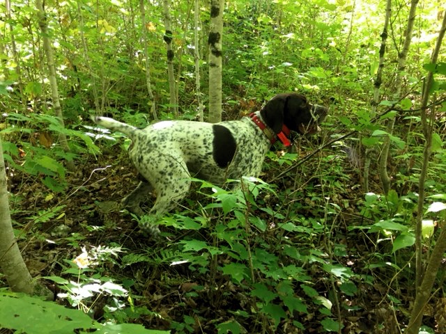 Bode points a grouse