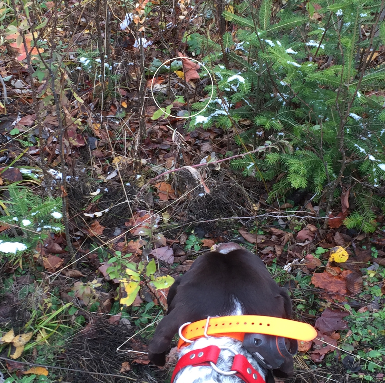 Bode points a very tired woodcock