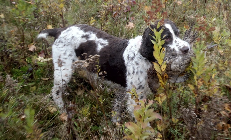 Northern NH pheasant hunting