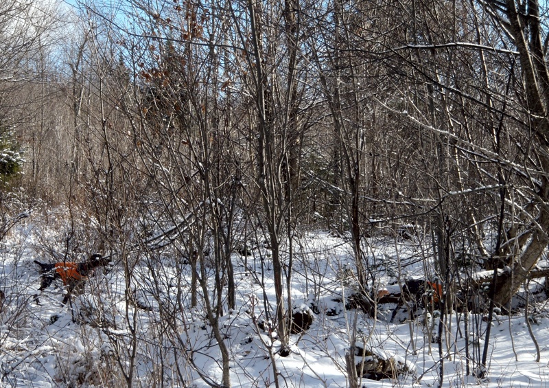 Grouse hunting in northern NH