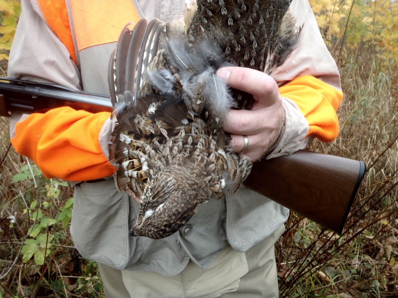 NH ruffed grouse hunting