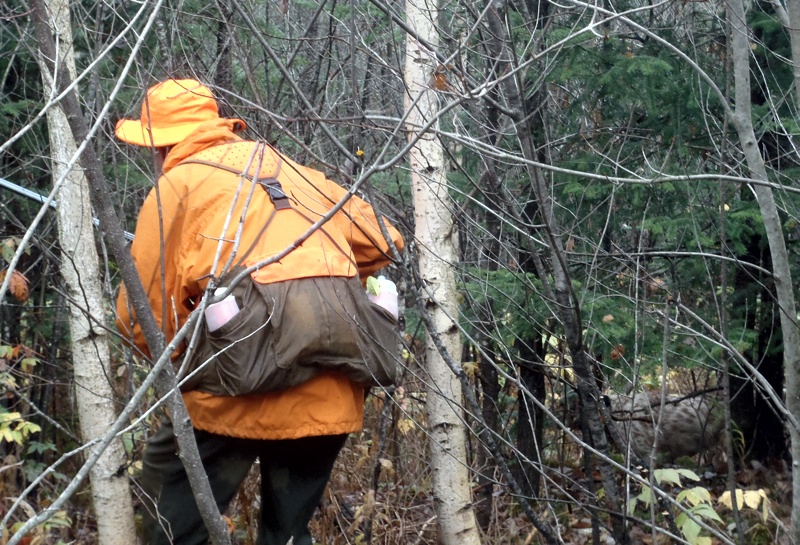 Grouse hunting in northern NH