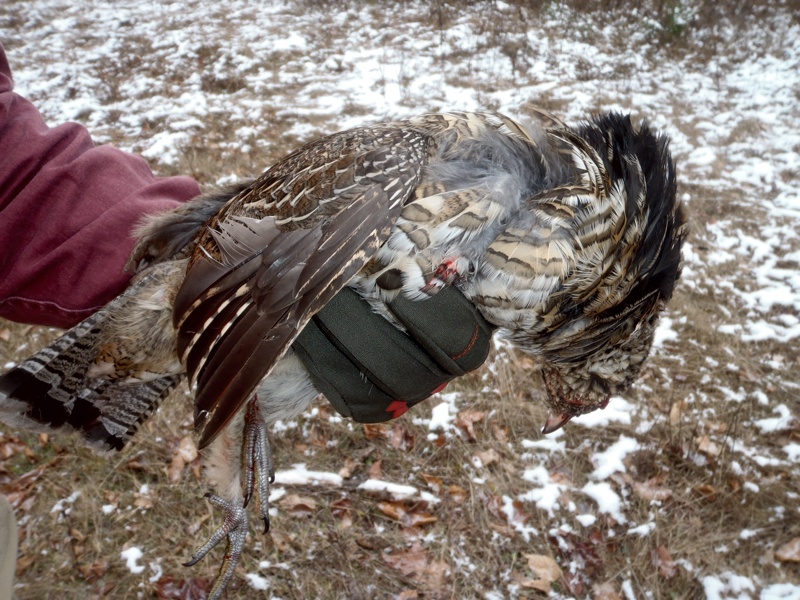 Vermont ruffed grouse hunting