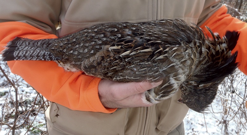 A male ruffed grouse, trophy of the uplands