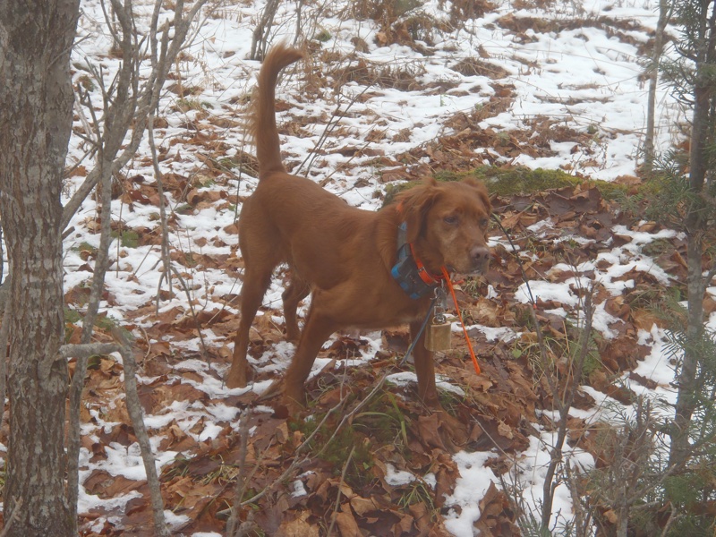 Red setter grouse point