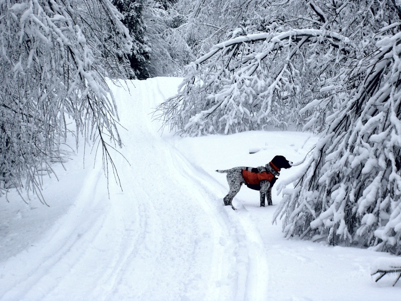 Winter ruffed grouse hunting in NH