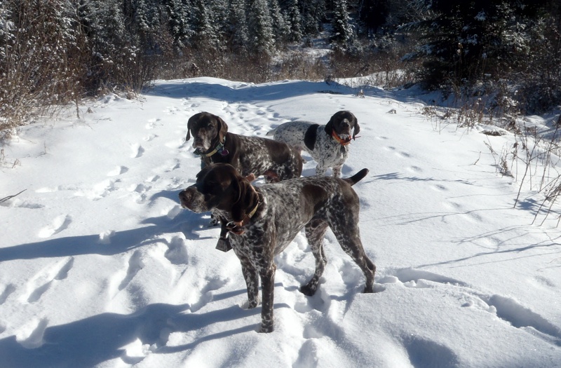 Winter grouse hunting in NH