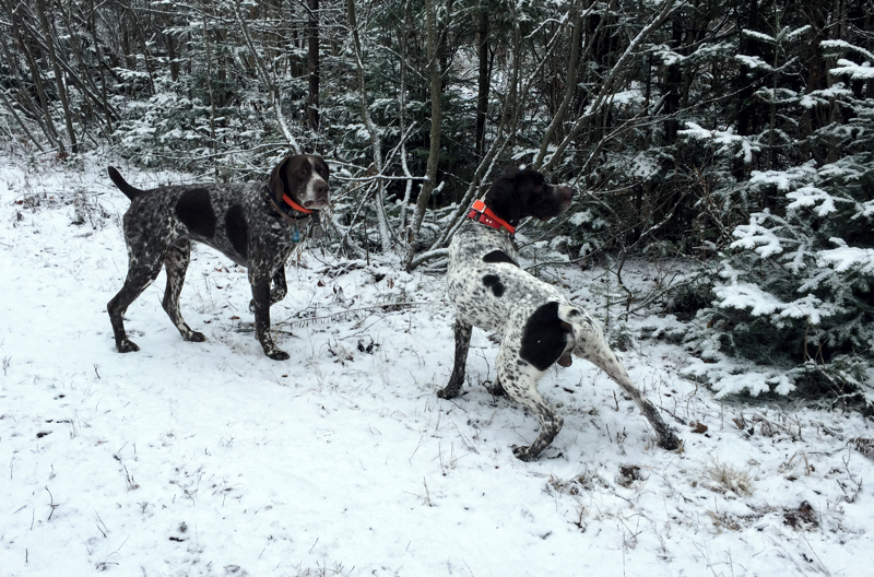 Tall Timber's Monty and Bode on grouse point