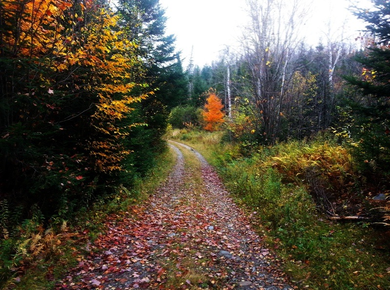 Northern NH fall foliage