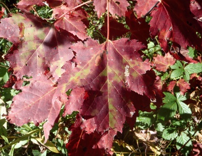 Fall foliage in northern NH