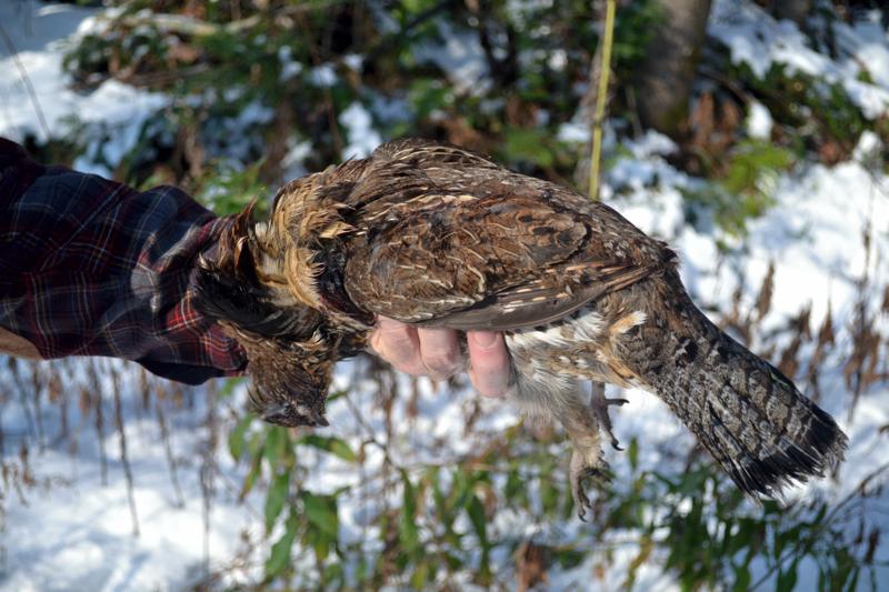 Vermont ruffed grouse