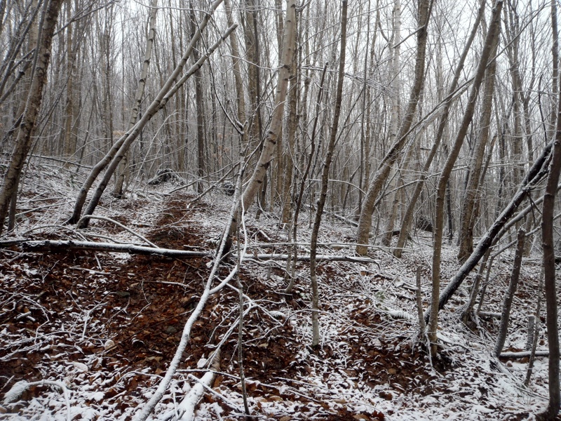 Vermont grouse hunting