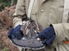 Ruffed Grouse in hand