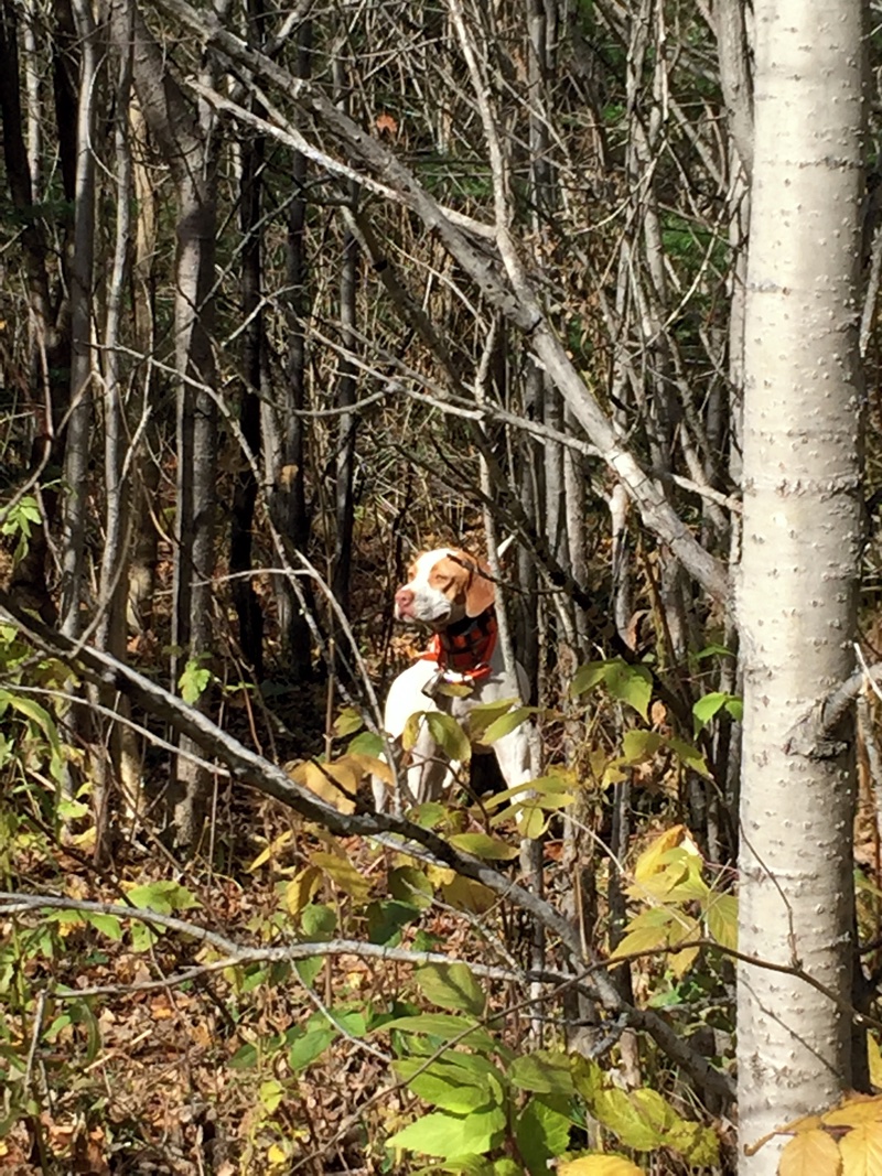 Ginger honors a grouse point