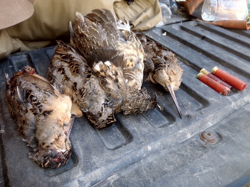 Good day woodcock hunting in NH