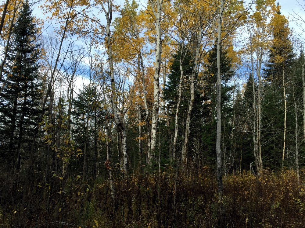 NH ruffed grouse cover