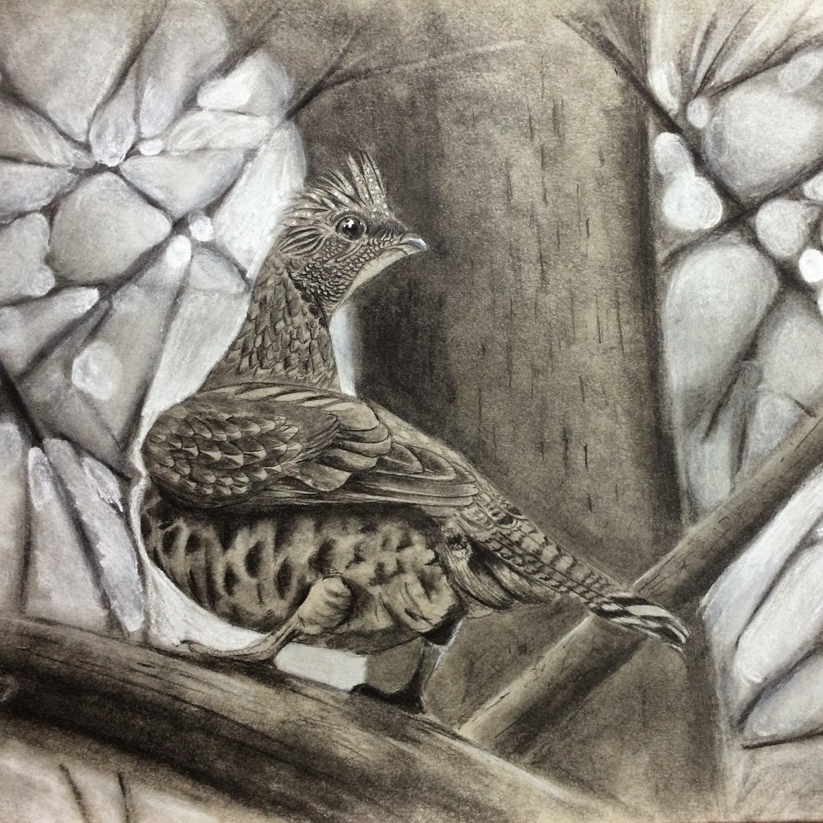 Ruffed Grouse drawing