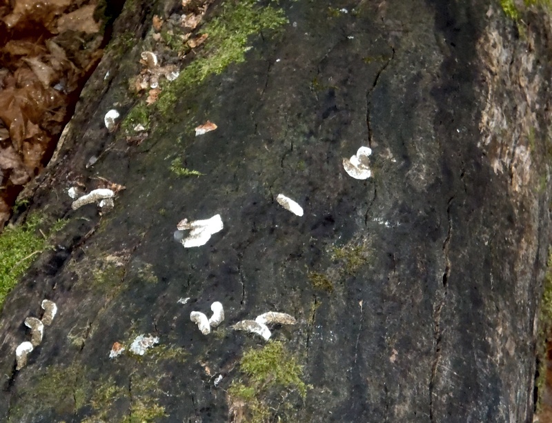 Ruffed grouse droppings