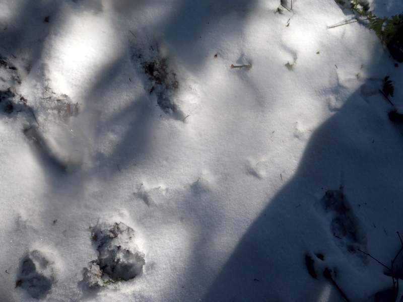 Ruffed grouse tracks