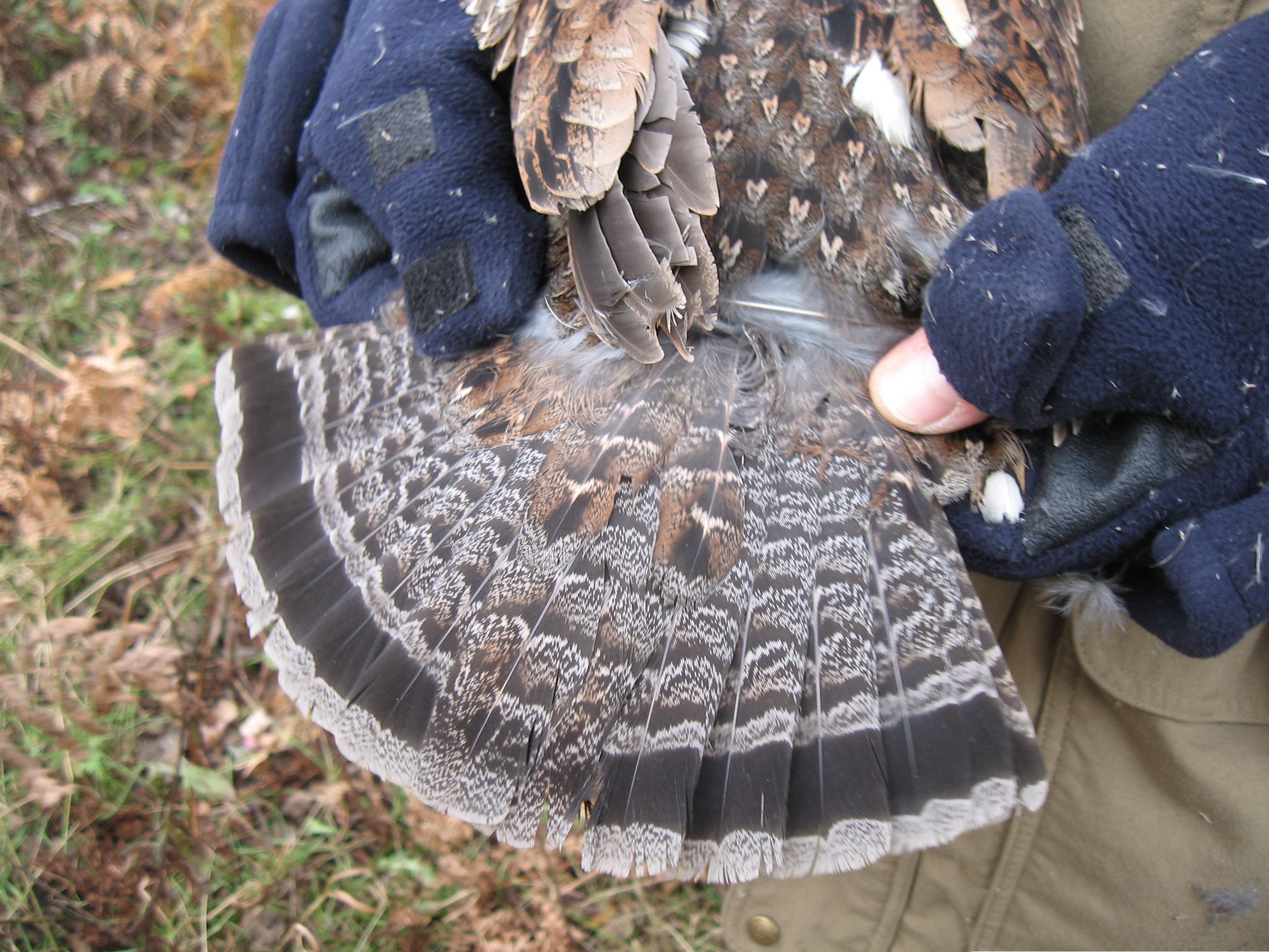 Grouse tails are what we're all looking for