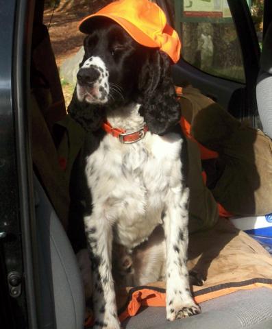 Tired bird dog