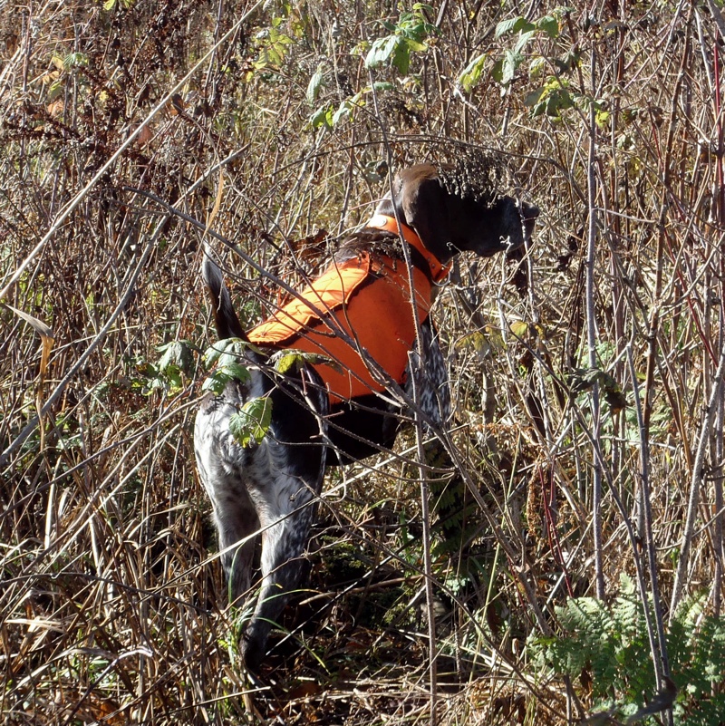 Millie honors Monty's grouse point