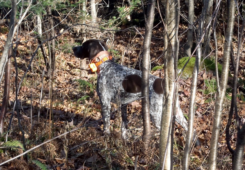 Pittsburg NH ruffed grouse hunting
